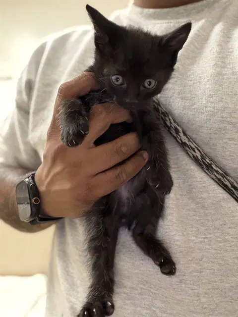Isaac - Domestic Short Hair