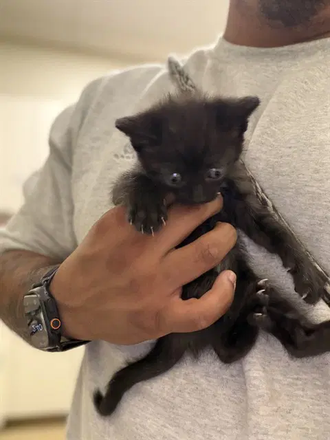 Imani - Domestic Short Hair