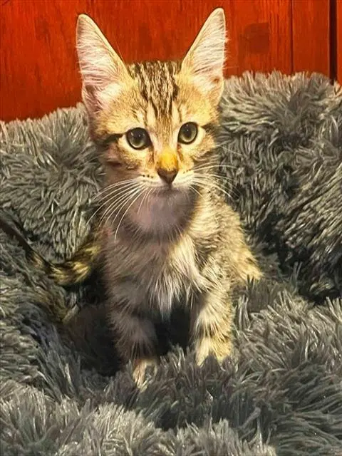 Wolfy - Domestic Short Hair