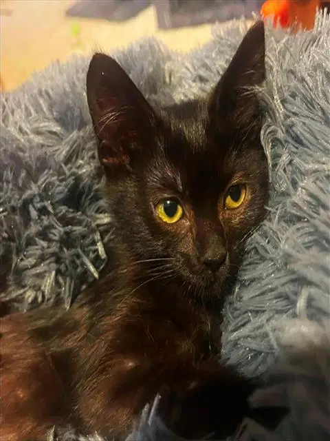 Dahlia - Domestic Short Hair