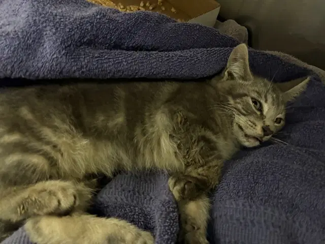 Michael Meowers - Domestic Short Hair