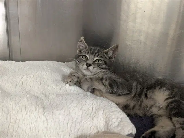 Michael Meowers - Domestic Short Hair