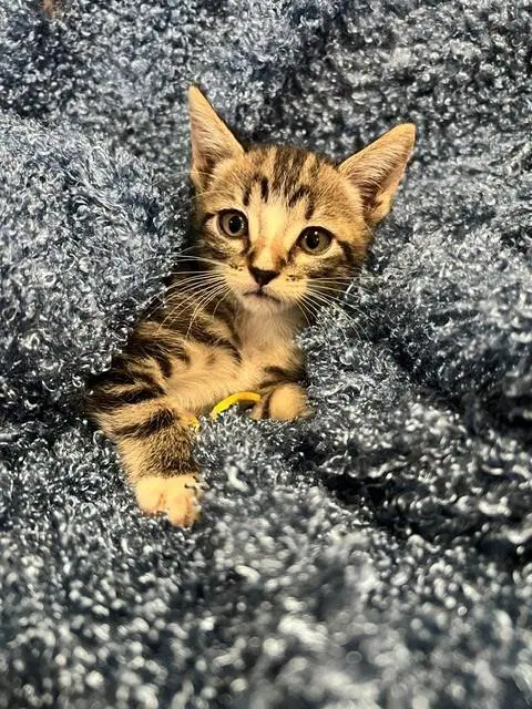 Kit Kat - Domestic Short Hair