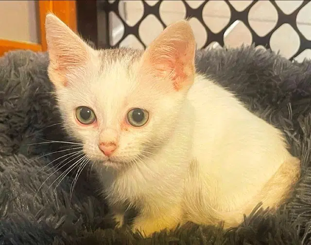 Tom Holland - Domestic Short Hair