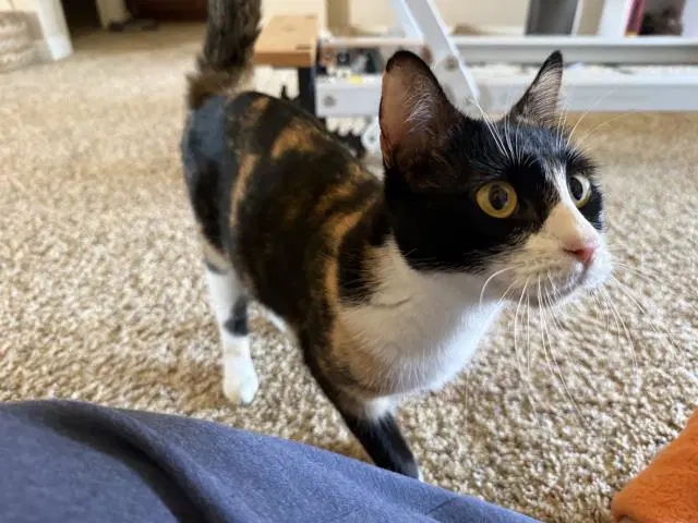 Autumn - Domestic Short Hair