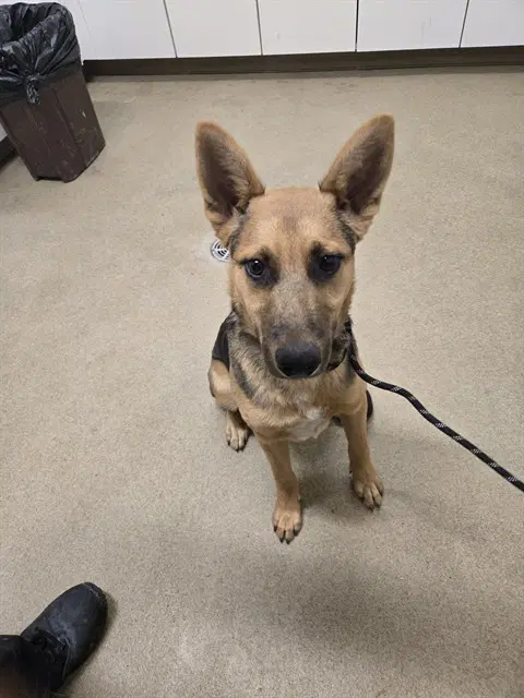 Bravo - German Shepherd Dog