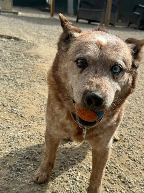 Bud - Queensland Heeler