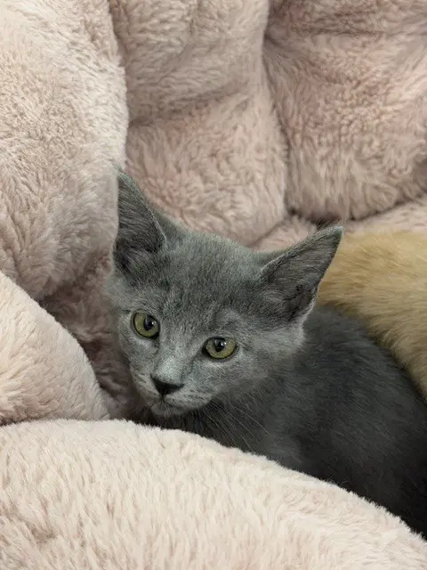 Shadow - Domestic Short Hair