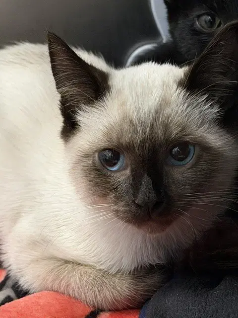 Murray The Mummy - Domestic Short Hair