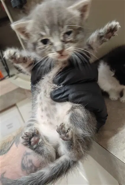 Puff - Domestic Short Hair
