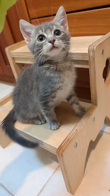 Puff - Domestic Short Hair