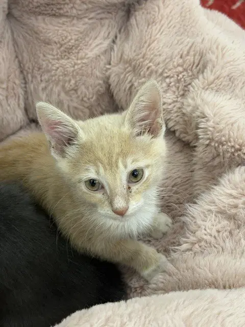Churro - Domestic Short Hair