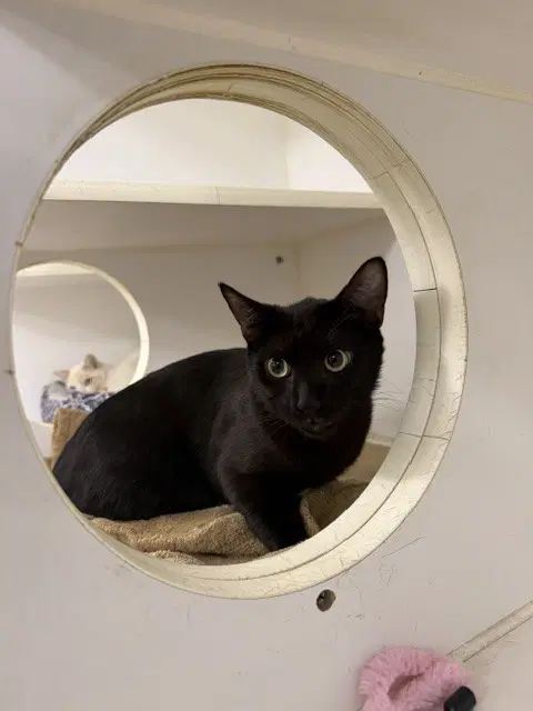 Pancho - Domestic Short Hair