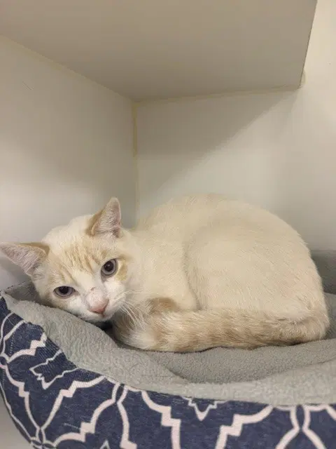 Happy Cat - Domestic Short Hair