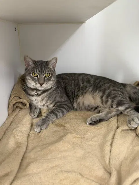 Goose - Domestic Short Hair