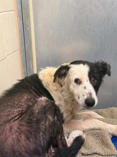 Rachel - Border Collie