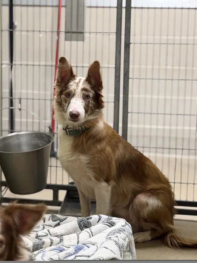Carol - Border Collie