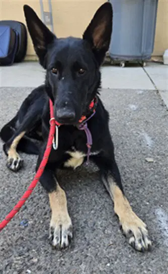 Aspen - German Shepherd Dog