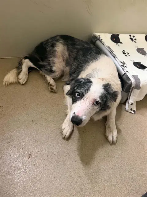 Amy - Border Collie