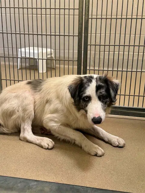 Joey - Border Collie