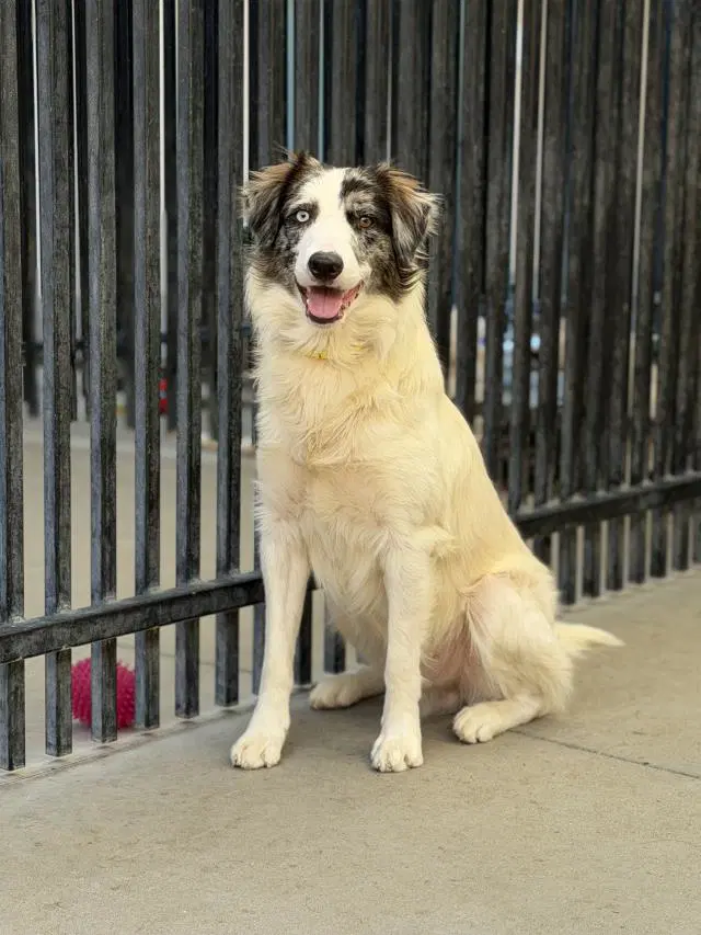 Joey - Border Collie