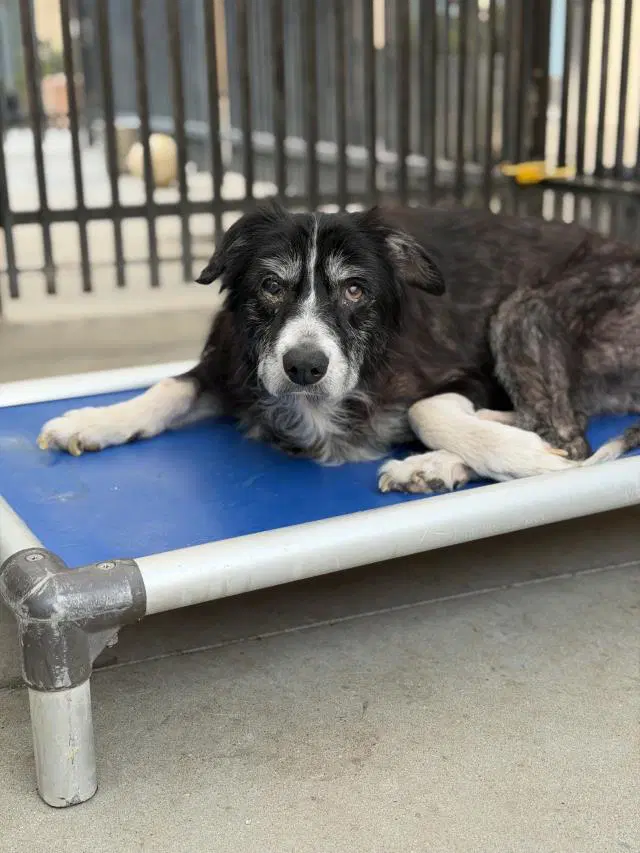 Monica - Australian Shepherd