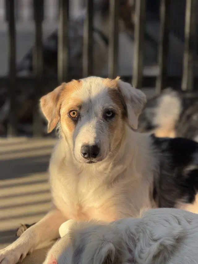 Nora - Border Collie