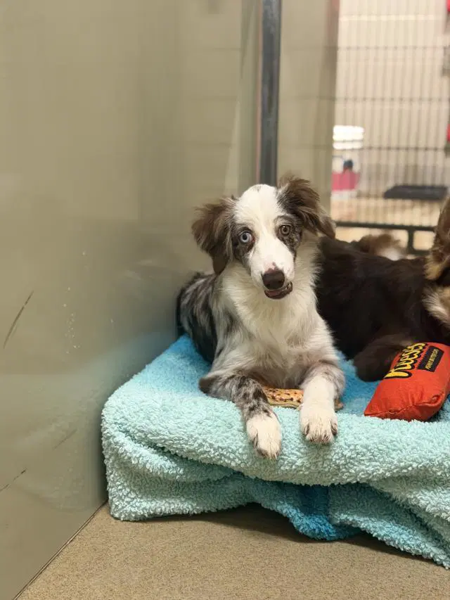 Cassie - Border Collie