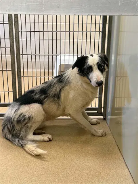 Chandler - Border Collie
