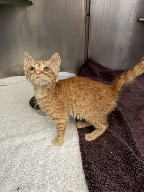Pepper Jack - Domestic Short Hair