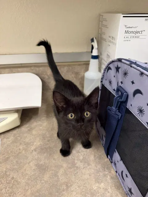 Hex - Domestic Medium Hair