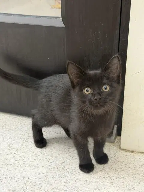 Hex - Domestic Medium Hair