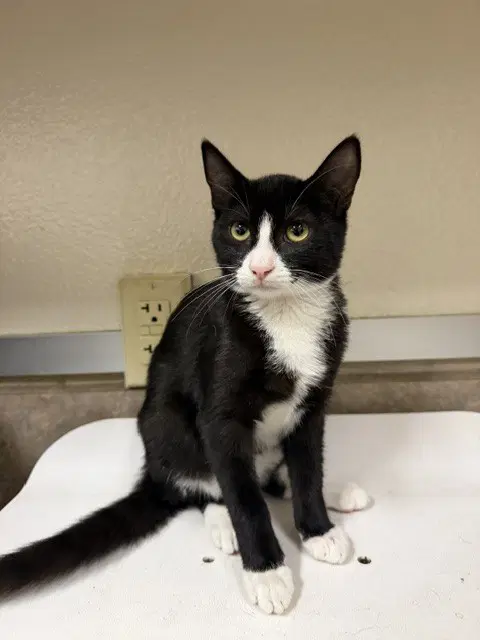 Sally - Domestic Short Hair