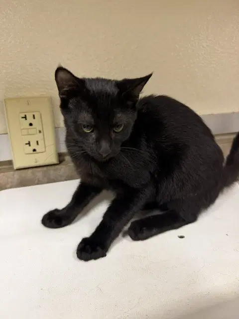 Jack - Domestic Short Hair