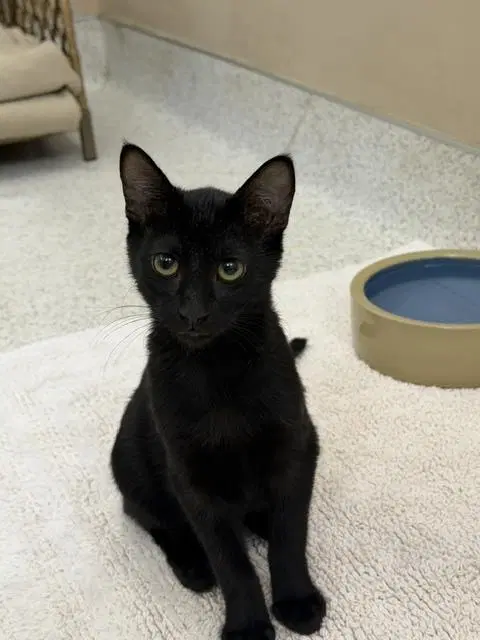 Jack - Domestic Short Hair