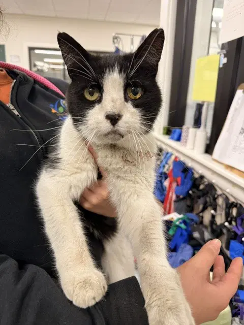 Unknown - Domestic Short Hair