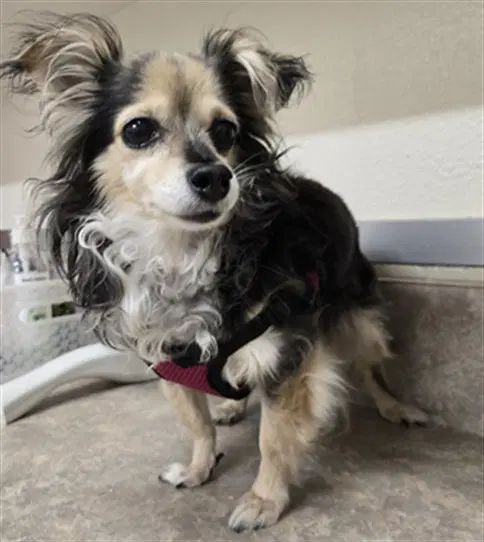 Ittybit - Chihuahua