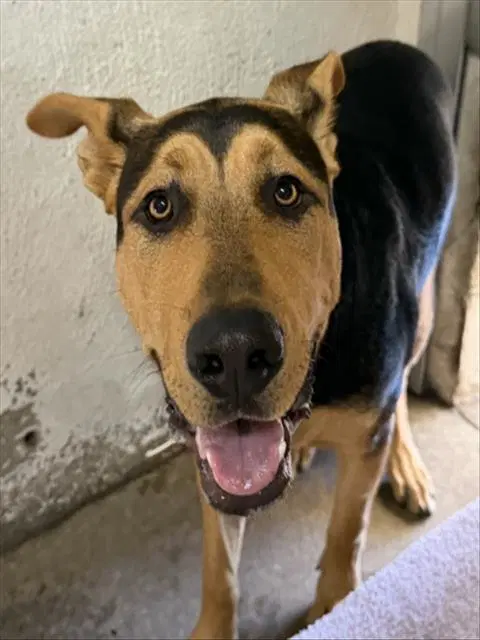 Harley - German Shepherd Dog