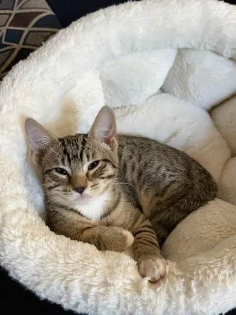 Jerry - Domestic Short Hair