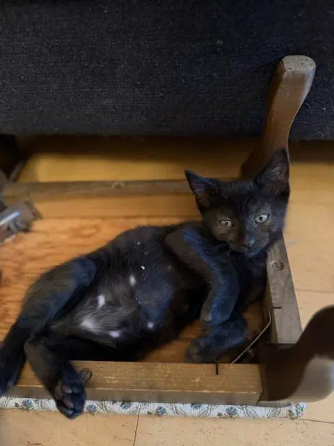 Candy - Domestic Short Hair