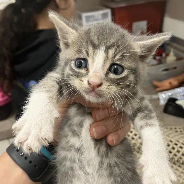 Tippy - Domestic Short Hair