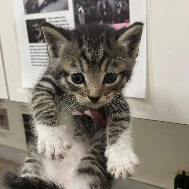 Finn - Domestic Short Hair
