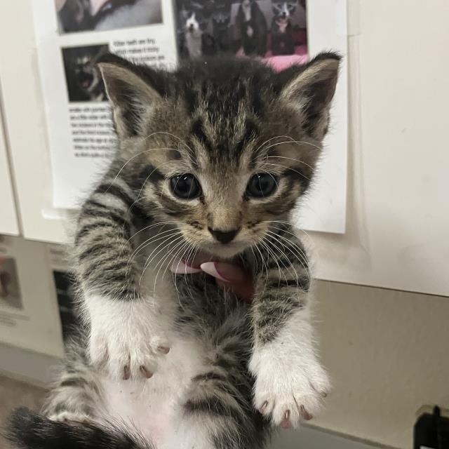 Finn