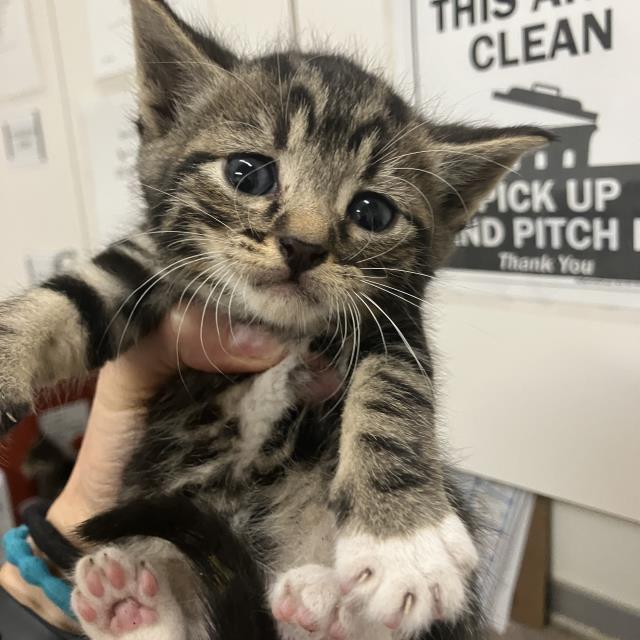 Rascal