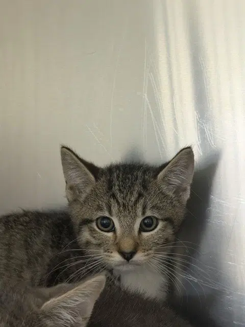 Rascal - Domestic Short Hair
