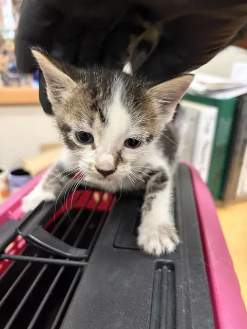 Carrot - Domestic Short Hair