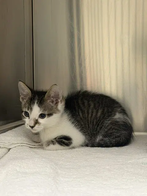 Carrot - Domestic Short Hair