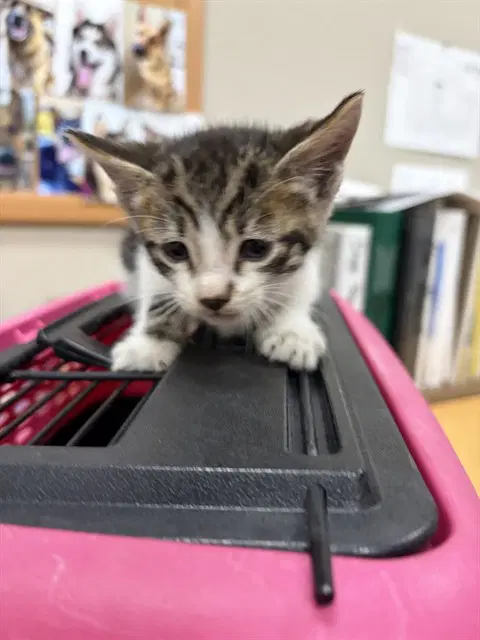 Jalapeno - Domestic Short Hair