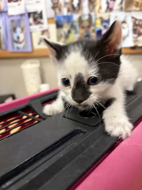 Moo - Domestic Short Hair