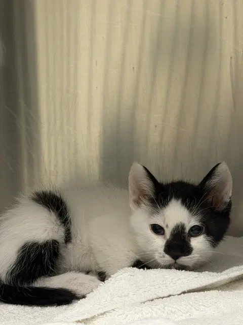 Moo - Domestic Short Hair